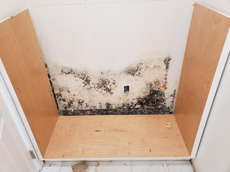 Toxic Black Mold Testing  Expert Black Mold Inspection