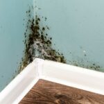 Discover-the-Truth-Can-Mold-Testing-Really-Save-You-Money-Featured