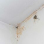 Protect-your-home-from-harmful-mold.-Learn-about-Homepromold's-reliable-mold-testing-services-Featured